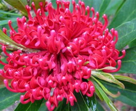 Booderee National Park: Green Patch And Telegraph Creek Walking Tracks - Palm Beach Accommodation 3