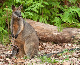 Booderee National Park: Green Patch And Telegraph Creek Walking Tracks - Palm Beach Accommodation 7
