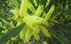 Booderee National Park: Munyunga Waraga Dhugan Walking Trail - thumb 1