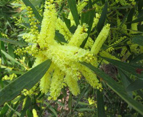 Booderee National Park: Munyunga Waraga Dhugan Walking Trail - Palm Beach Accommodation 1