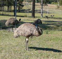 Glen Ian Ostrich and Emu Farm - Palm Beach Accommodation