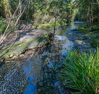 Dawson River walking track - Palm Beach Accommodation