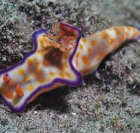 Curtain Artificial Reef Dive Site - Palm Beach Accommodation