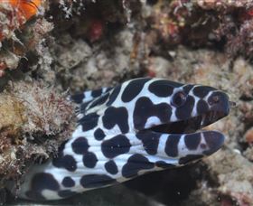 Curtain Artificial Reef Dive Site - Palm Beach Accommodation 2