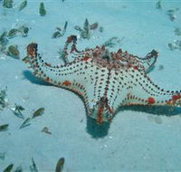 The Pines Dive Site - Palm Beach Accommodation
