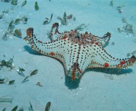 The Pines Dive Site - Palm Beach Accommodation 0