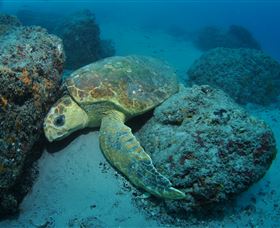 The Pines Dive Site - Palm Beach Accommodation 3