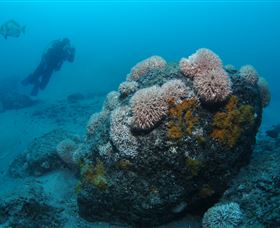 The Pines Dive Site - Palm Beach Accommodation 2