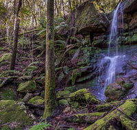 Coorabakh National Park - Palm Beach Accommodation
