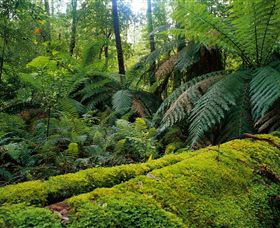 Manorina VIC Palm Beach Accommodation