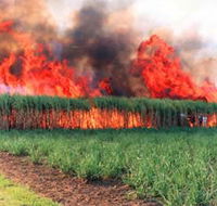 Reeves Family Sugar Cane Farm - Palm Beach Accommodation