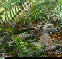 Wollumbin-Mount Warning National Park - Palm Beach Accommodation