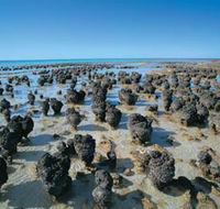 Hamelin Pool Stromatolites - Palm Beach Accommodation