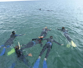 Dolphin Discovery Centre - Palm Beach Accommodation 2