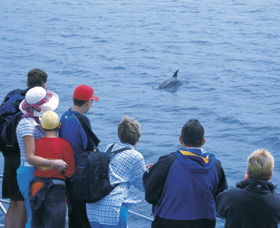 Dolphin Discovery Centre - Palm Beach Accommodation 3