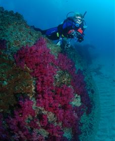 Aarhus Dive Site - Palm Beach Accommodation 2