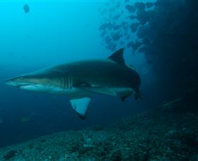 Henderson Rock Dive Site - Palm Beach Accommodation 1