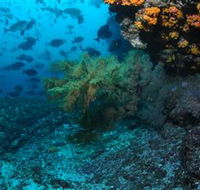 Henderson Rock Dive Site - Palm Beach Accommodation
