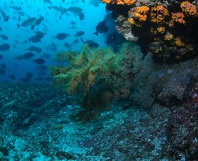 Henderson Rock Dive Site - Palm Beach Accommodation 0