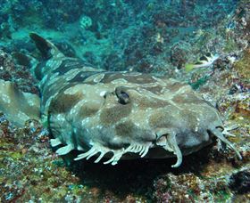 Henderson Rock Dive Site - Palm Beach Accommodation 2