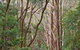 Ulidarra National Park - thumb 1