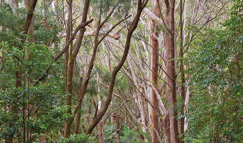 Ulidarra National Park - Palm Beach Accommodation 1