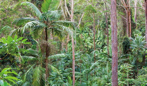 Ulidarra National Park - Palm Beach Accommodation 3
