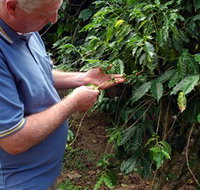 Wombah Coffee Plantation - Palm Beach Accommodation