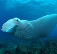 Manta Bommie Dive Site - Palm Beach Accommodation