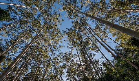 Queens Lake Nature Reserve - Palm Beach Accommodation 2