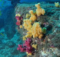 Shag Rock Dive Site - Palm Beach Accommodation