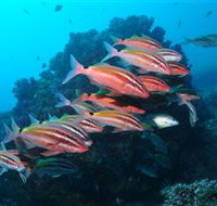Flat Rock Dive Site - Palm Beach Accommodation