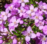 Broadwater National Park - Palm Beach Accommodation