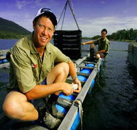 Armstrong Oysters - Palm Beach Accommodation