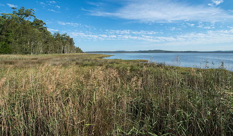 Lake Innes Nature Reserve - Palm Beach Accommodation 3