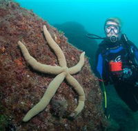 Cook Island Dive Site - Palm Beach Accommodation