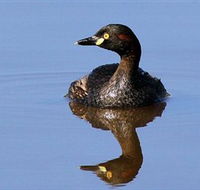 Panboola Wetlands - Palm Beach Accommodation