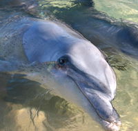 Dolphins of Monkey Mia - Palm Beach Accommodation