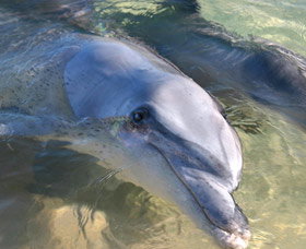 Dolphins Of Monkey Mia - Palm Beach Accommodation 0