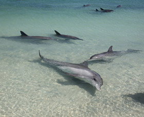 Dolphins Of Monkey Mia - Palm Beach Accommodation 2