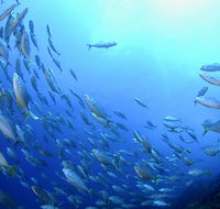 Cape Byron Marine Park - Palm Beach Accommodation