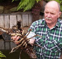 Lobster Ponds - Palm Beach Accommodation