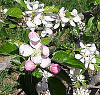 Avro Park Orchards - Palm Beach Accommodation