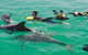 Rockingham Wild Encounters - Swim With Wild Dolphins - thumb 1