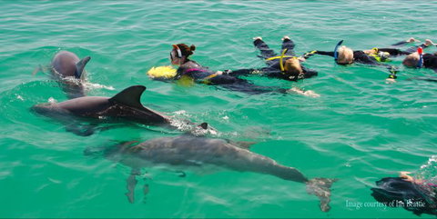 Rockingham Wild Encounters - Swim With Wild Dolphins - Palm Beach Accommodation 2