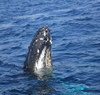 Jervis Bay Whales - Palm Beach Accommodation