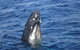 Jervis Bay Whales - thumb 1