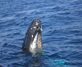 Jervis Bay Whales - Palm Beach Accommodation 2