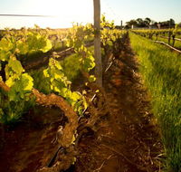 Kaesler Old Vine Vineyard Tour - Palm Beach Accommodation