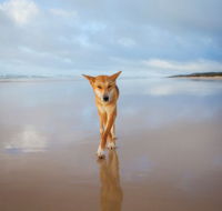 Fraser Island Adventure Tours - Palm Beach Accommodation